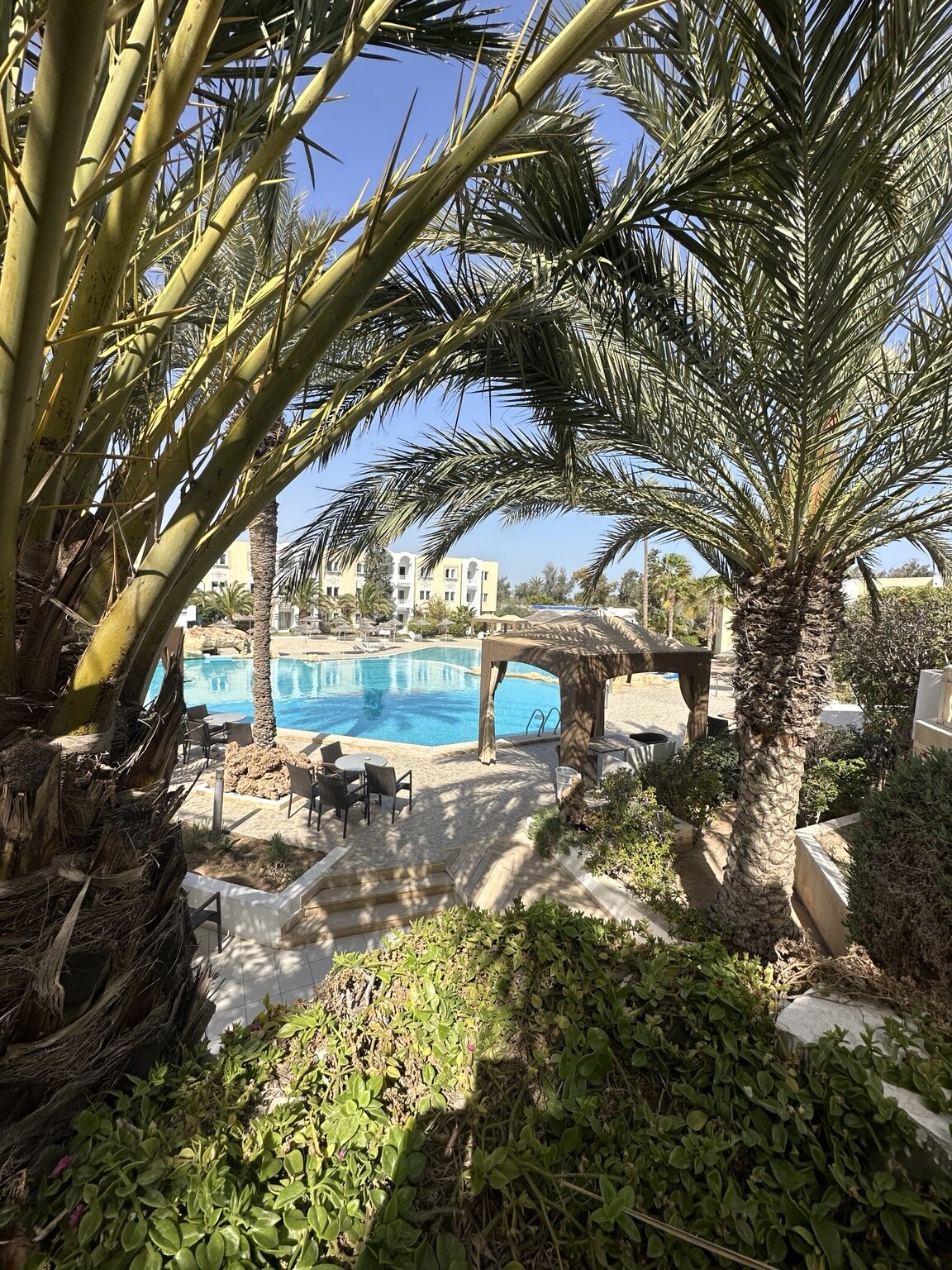 Piscine vue à travers les palmiers